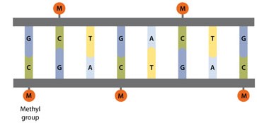 dna methylatio